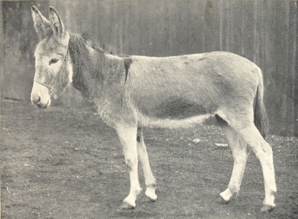 DONKEYS. Ewart's Donkey 1912 old antique vintage print picture